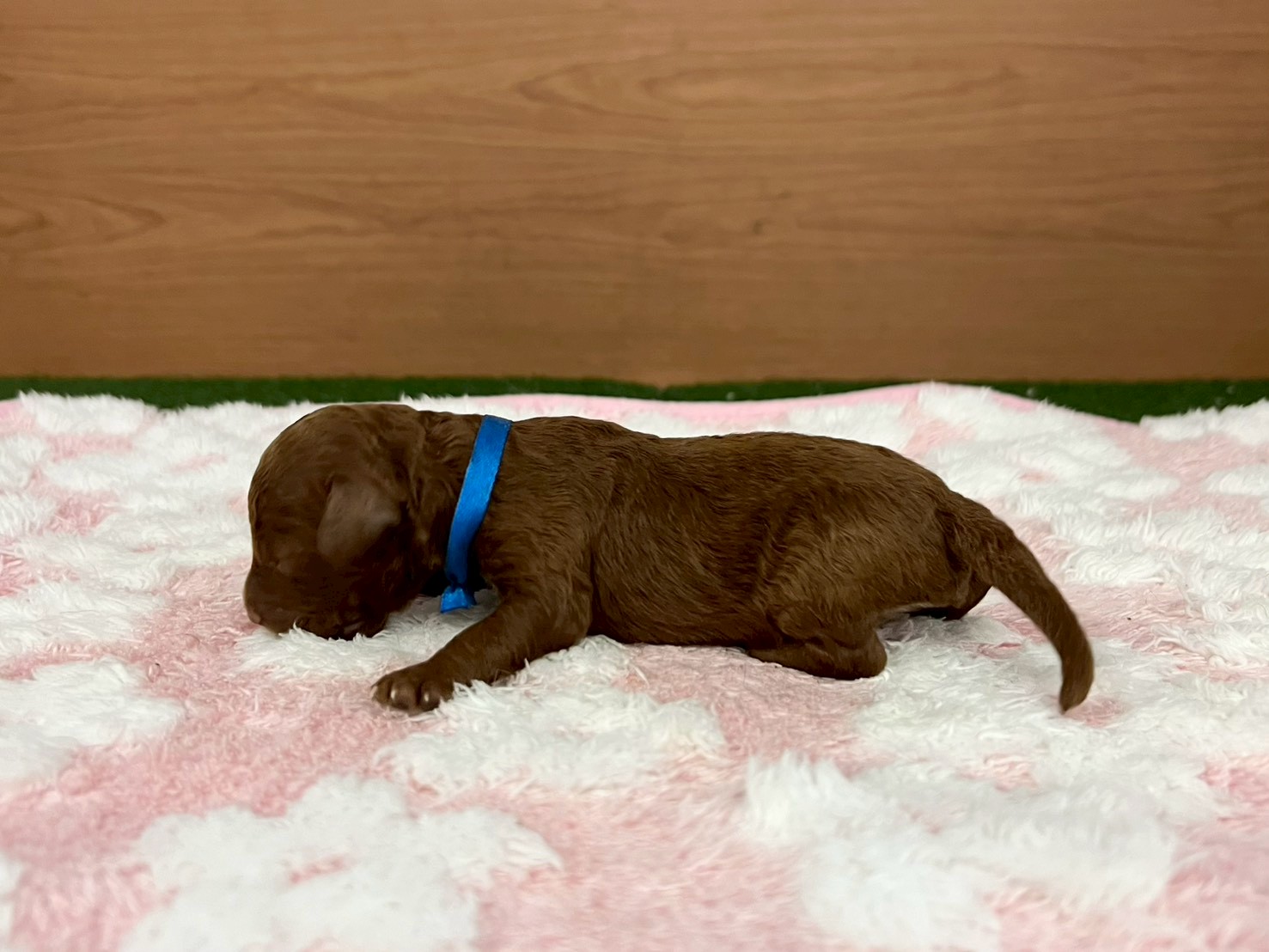 赤ちゃん写真1-2