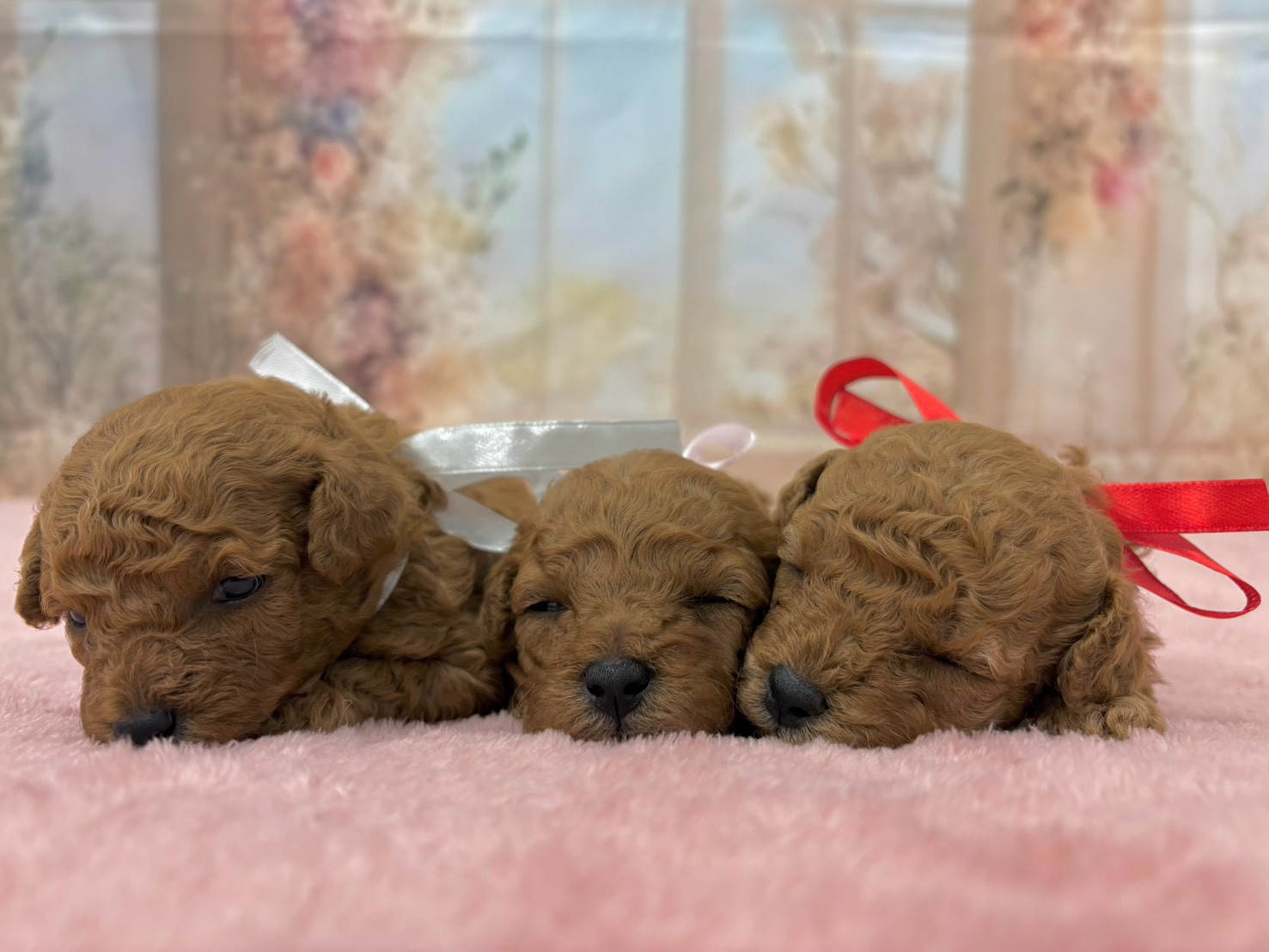 赤ちゃん写真2-3