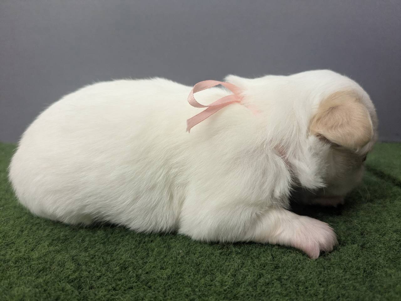 赤ちゃん写真2-2