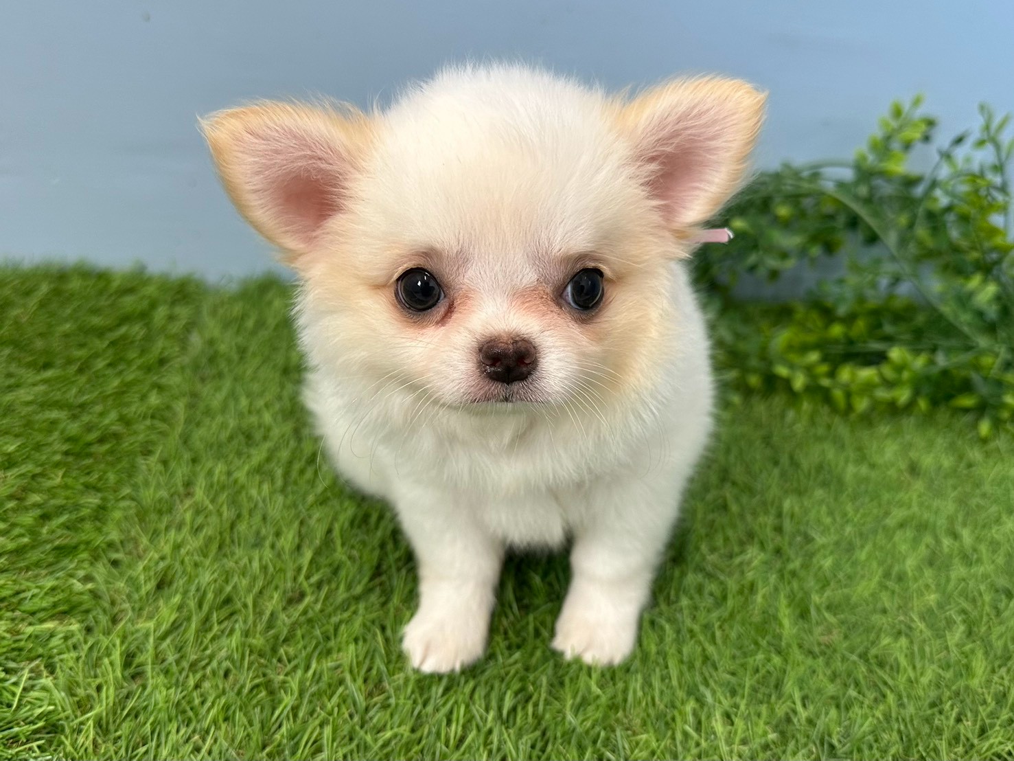 赤ちゃん写真3-1