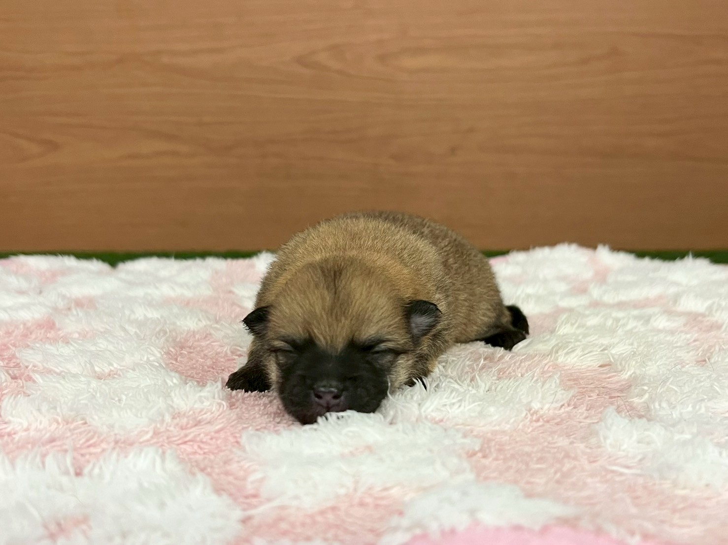 赤ちゃん写真1-1