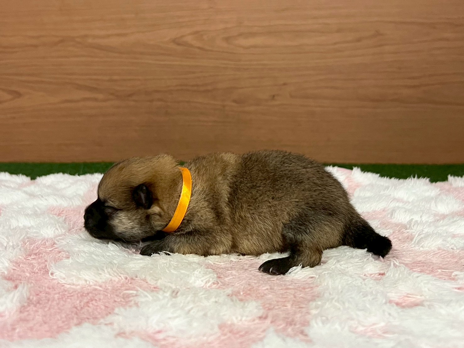 赤ちゃん写真1-2