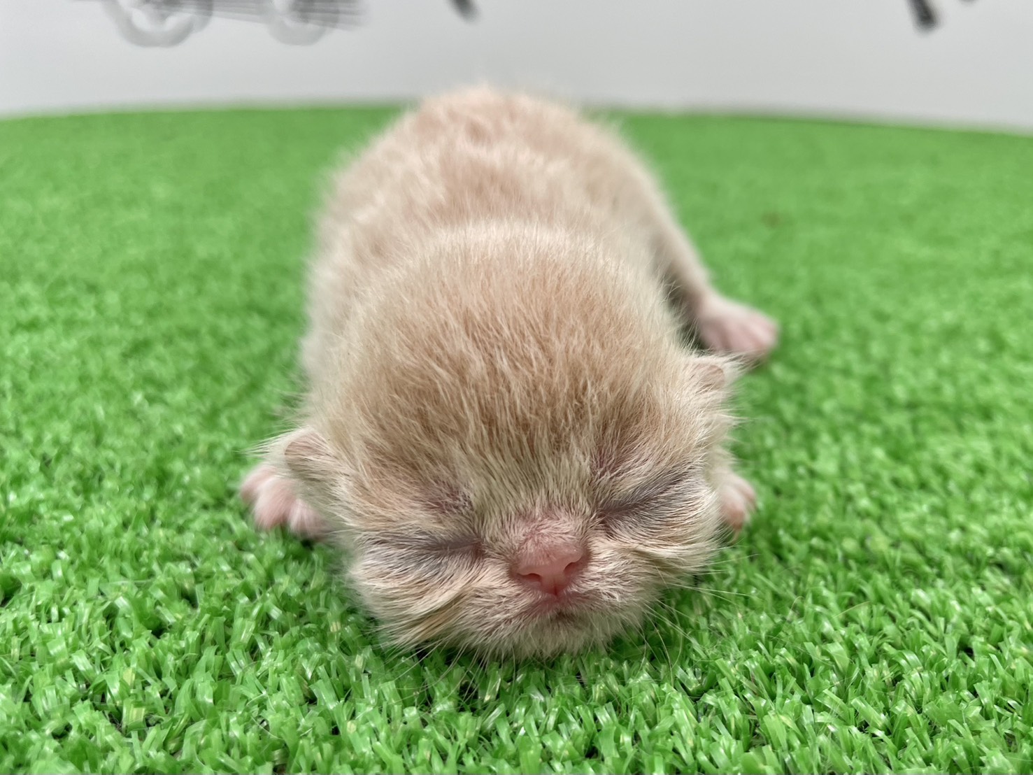 エキゾチック