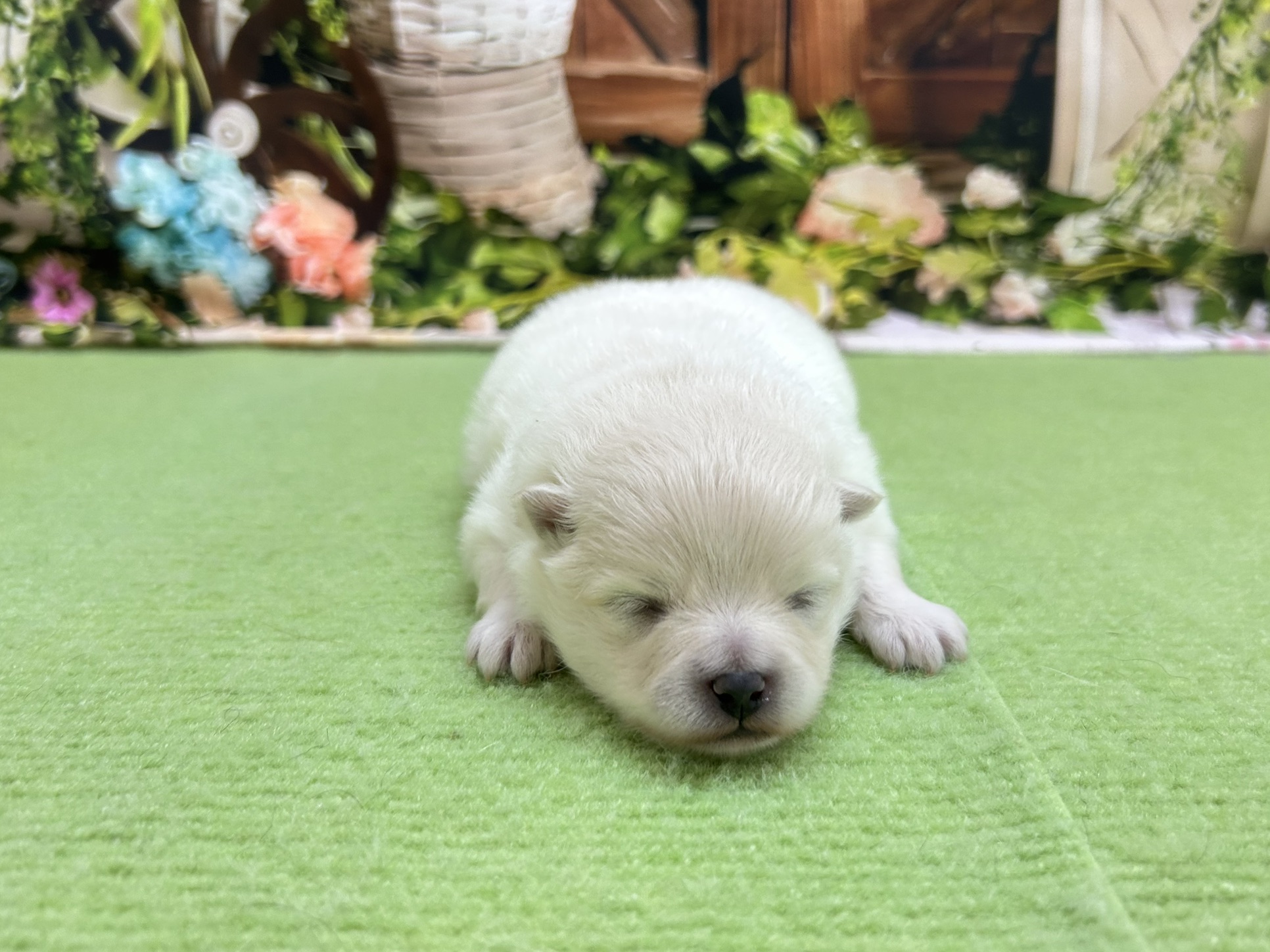 ポメラニアン