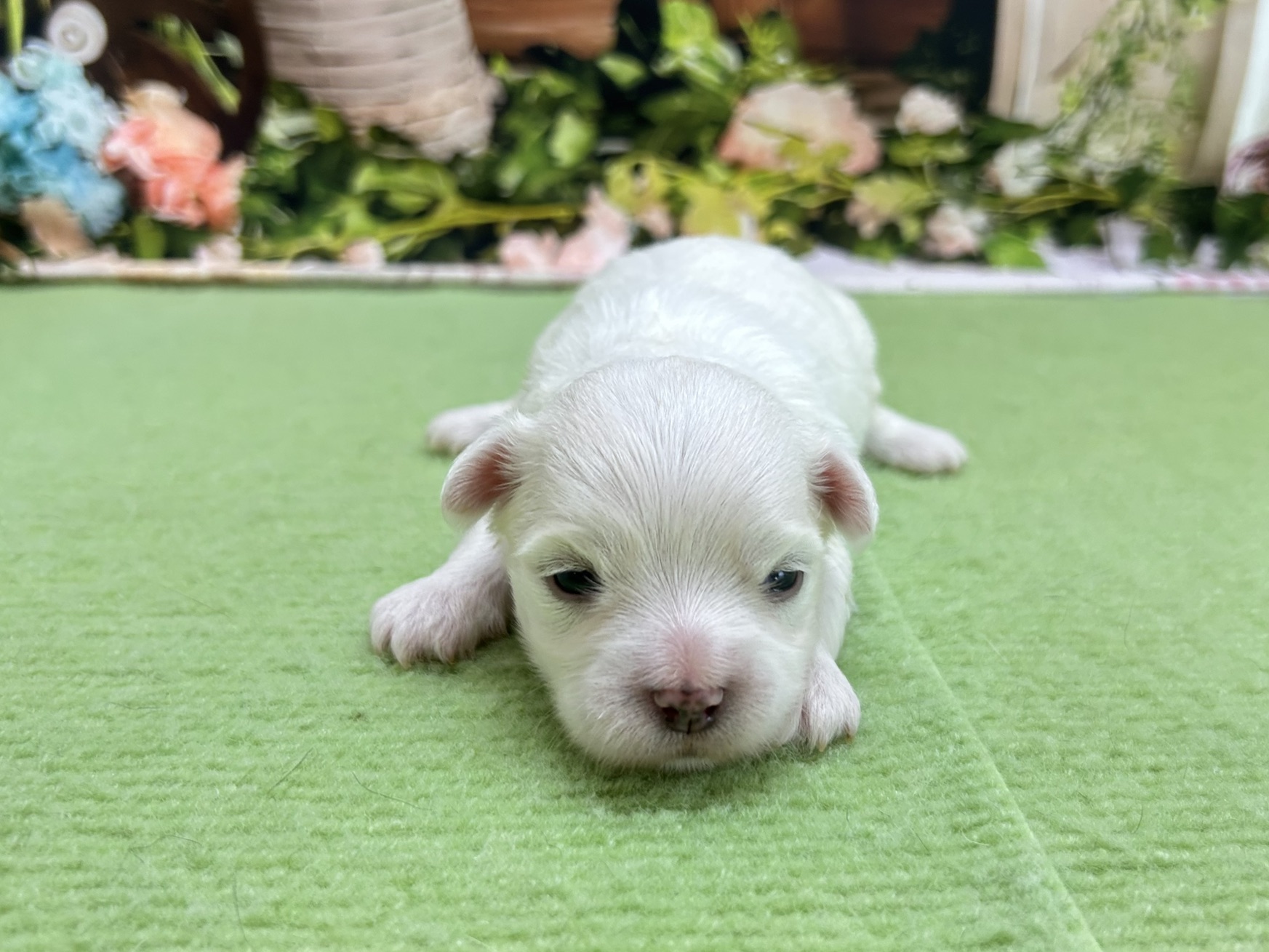 赤ちゃん写真1-1