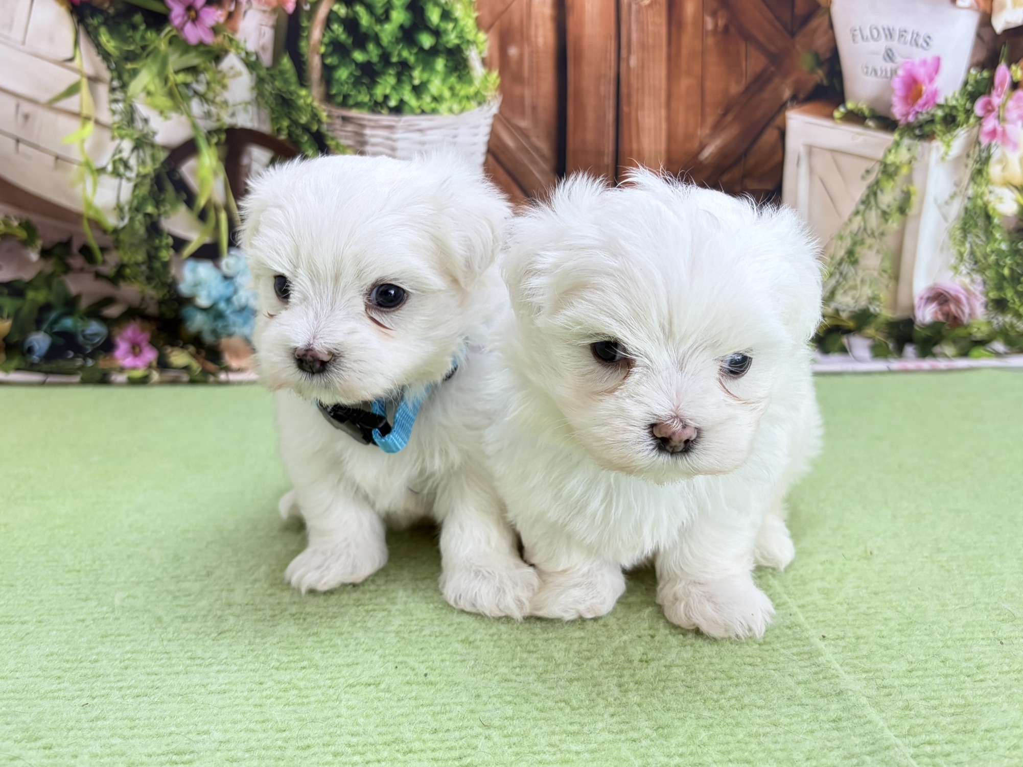 赤ちゃん写真2-3