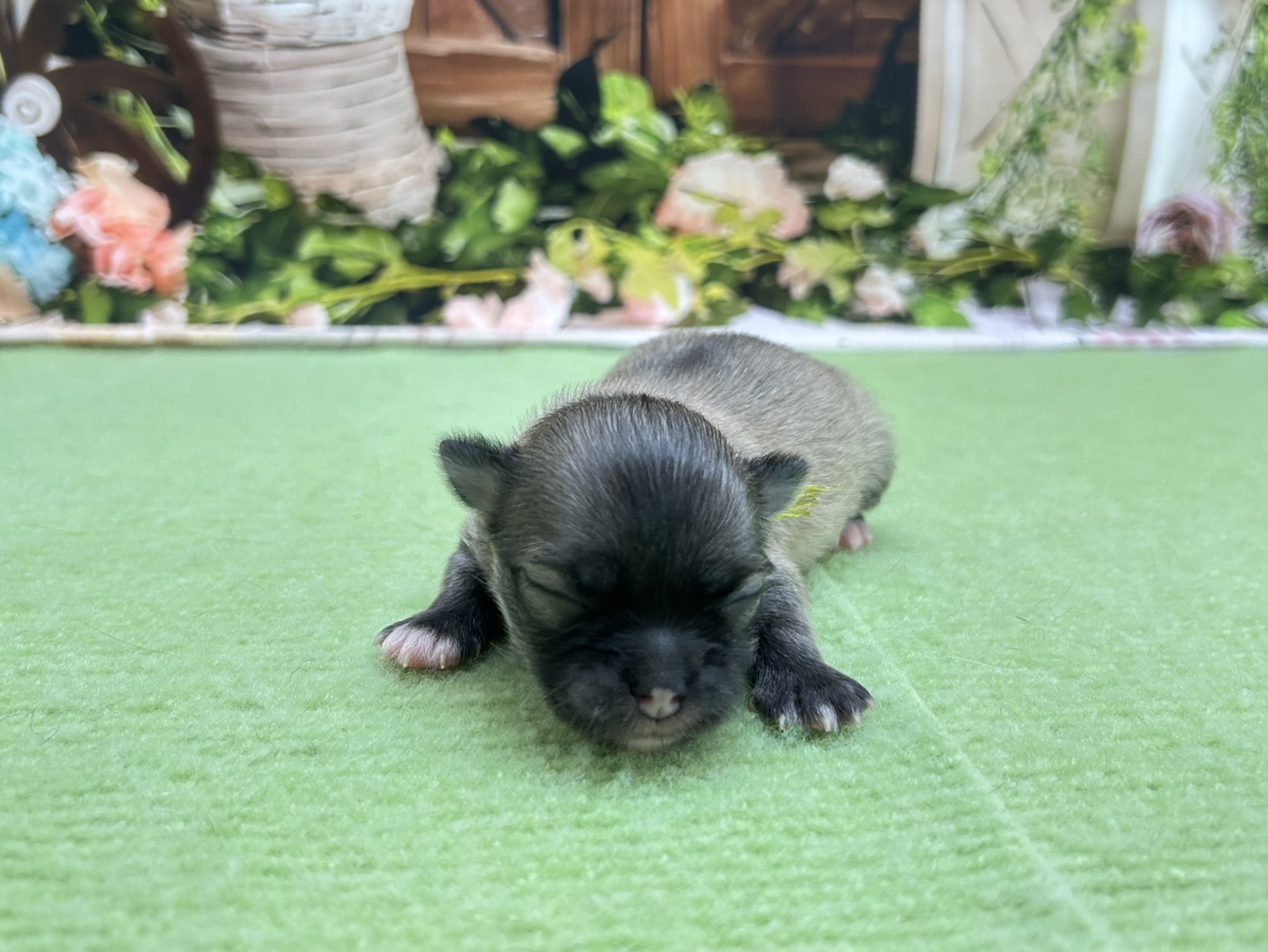 赤ちゃん写真1-1