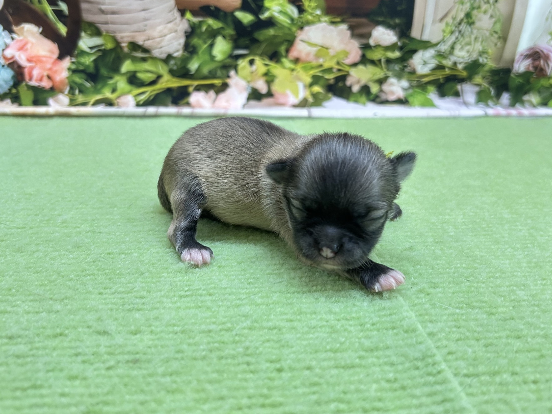 赤ちゃん写真1-2