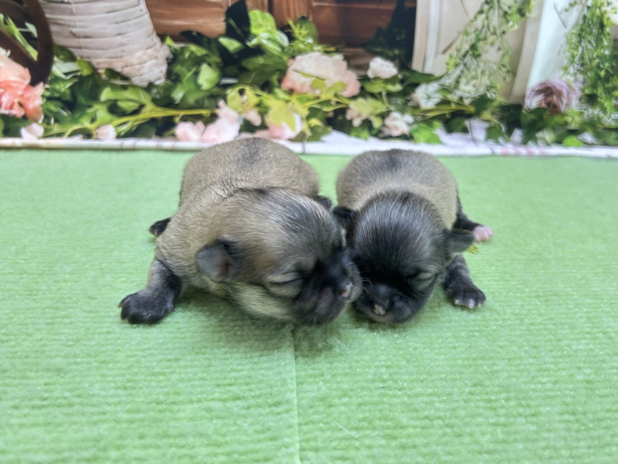 赤ちゃん写真1-3