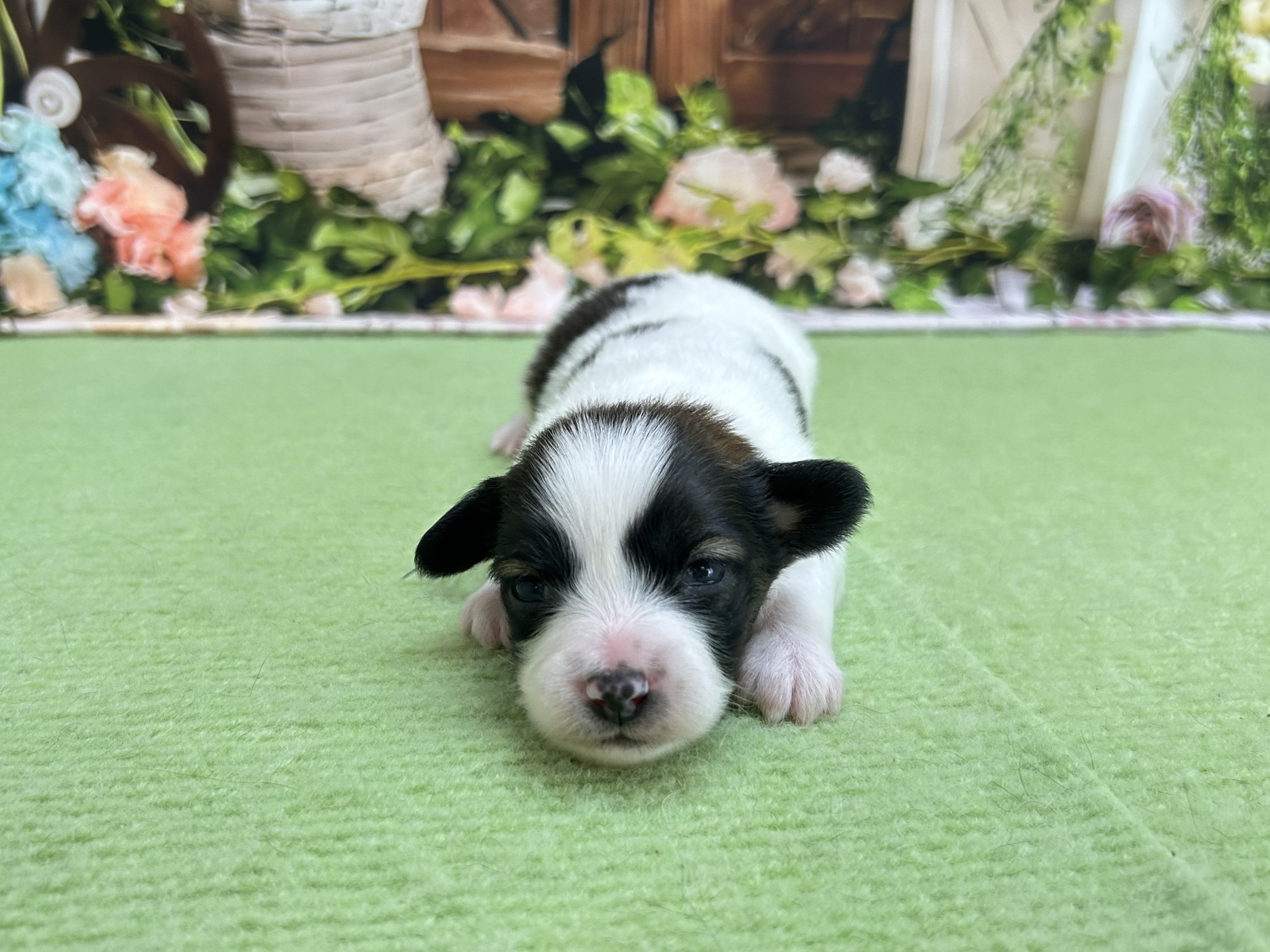 赤ちゃん写真1-1