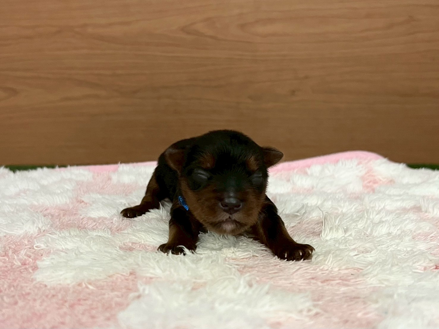 赤ちゃん写真1-1