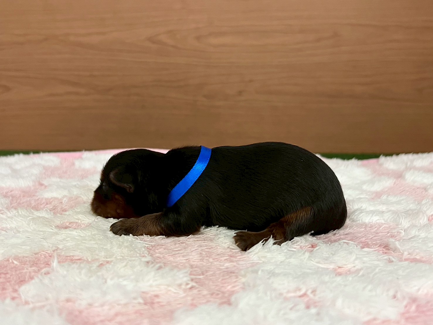 赤ちゃん写真1-2