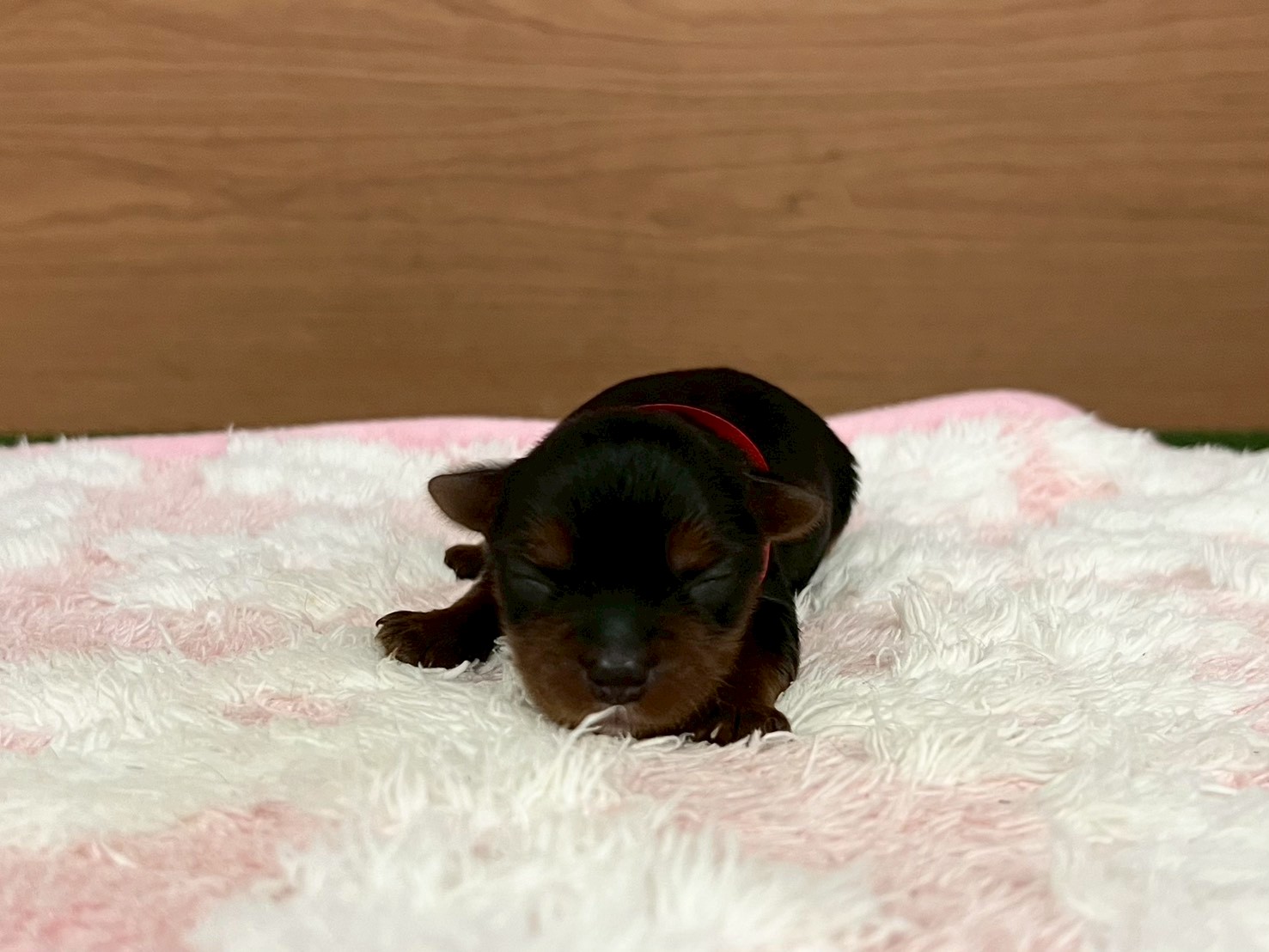 赤ちゃん写真1-1