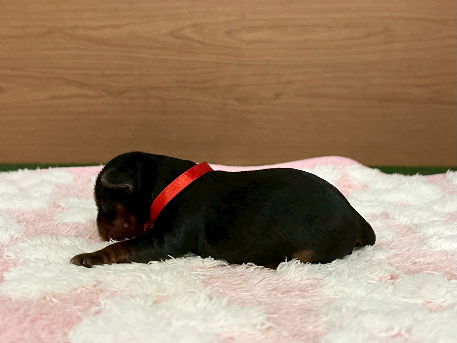 赤ちゃん写真1-2