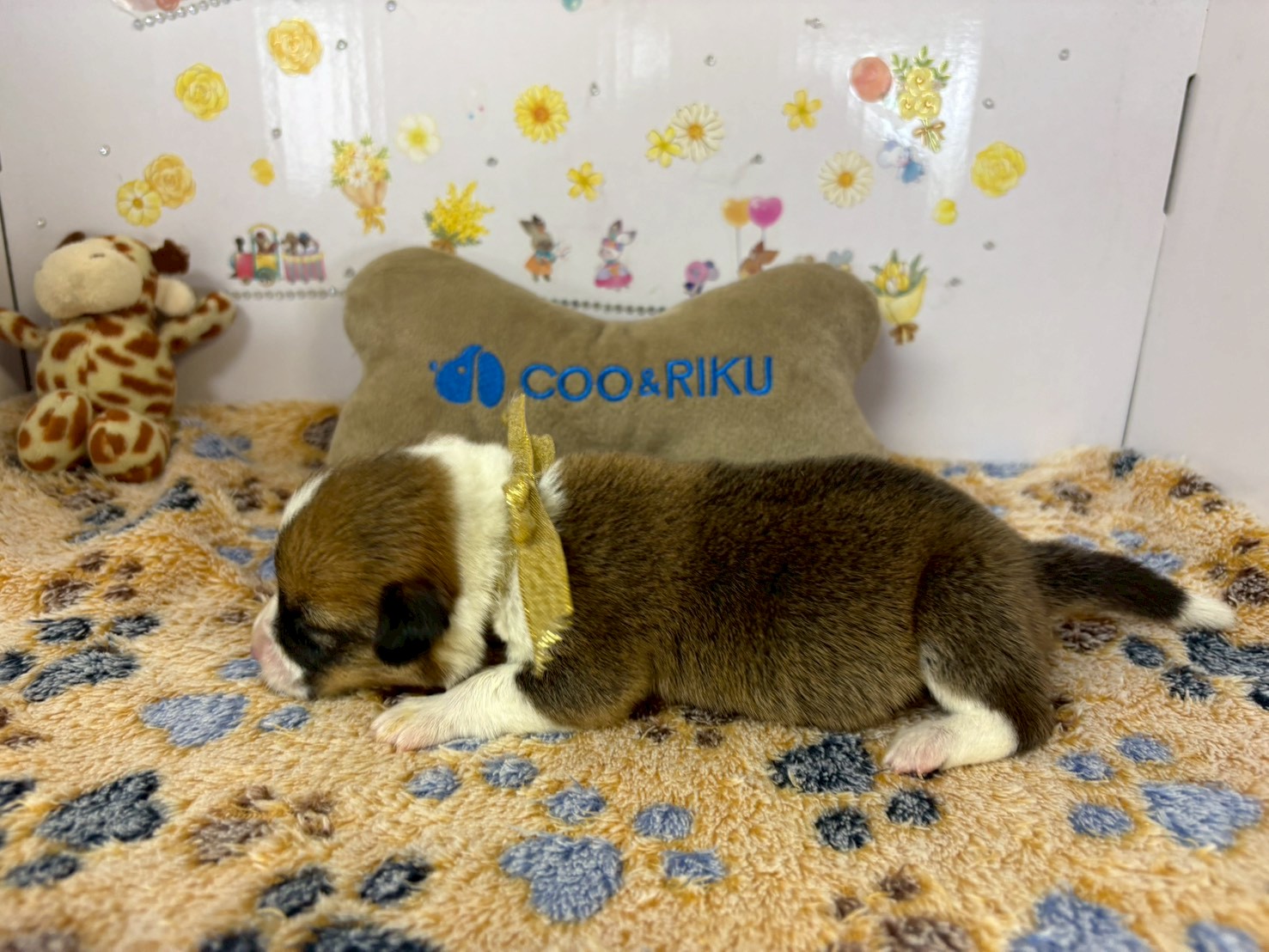 赤ちゃん写真1-2