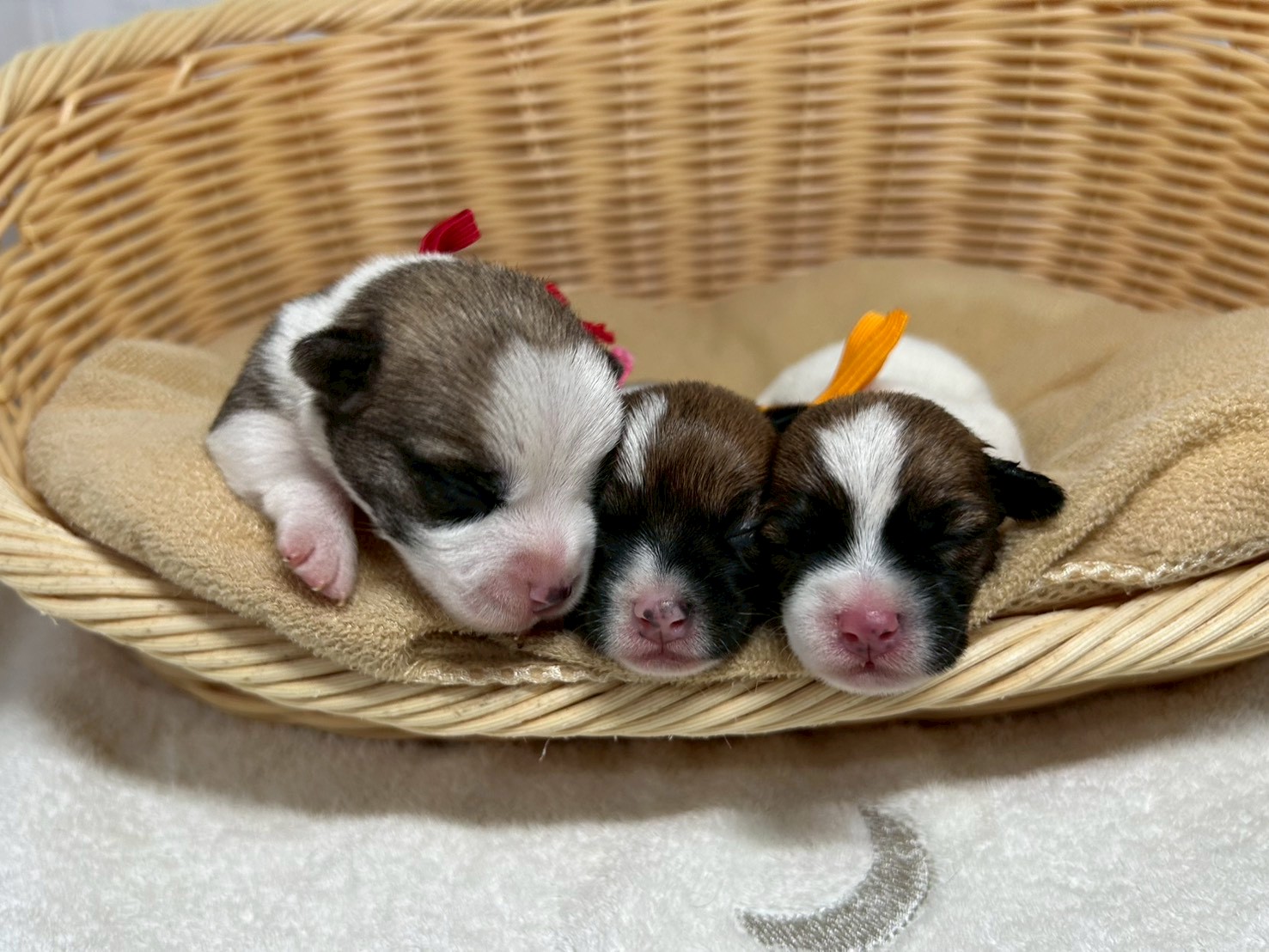 赤ちゃん写真1-3