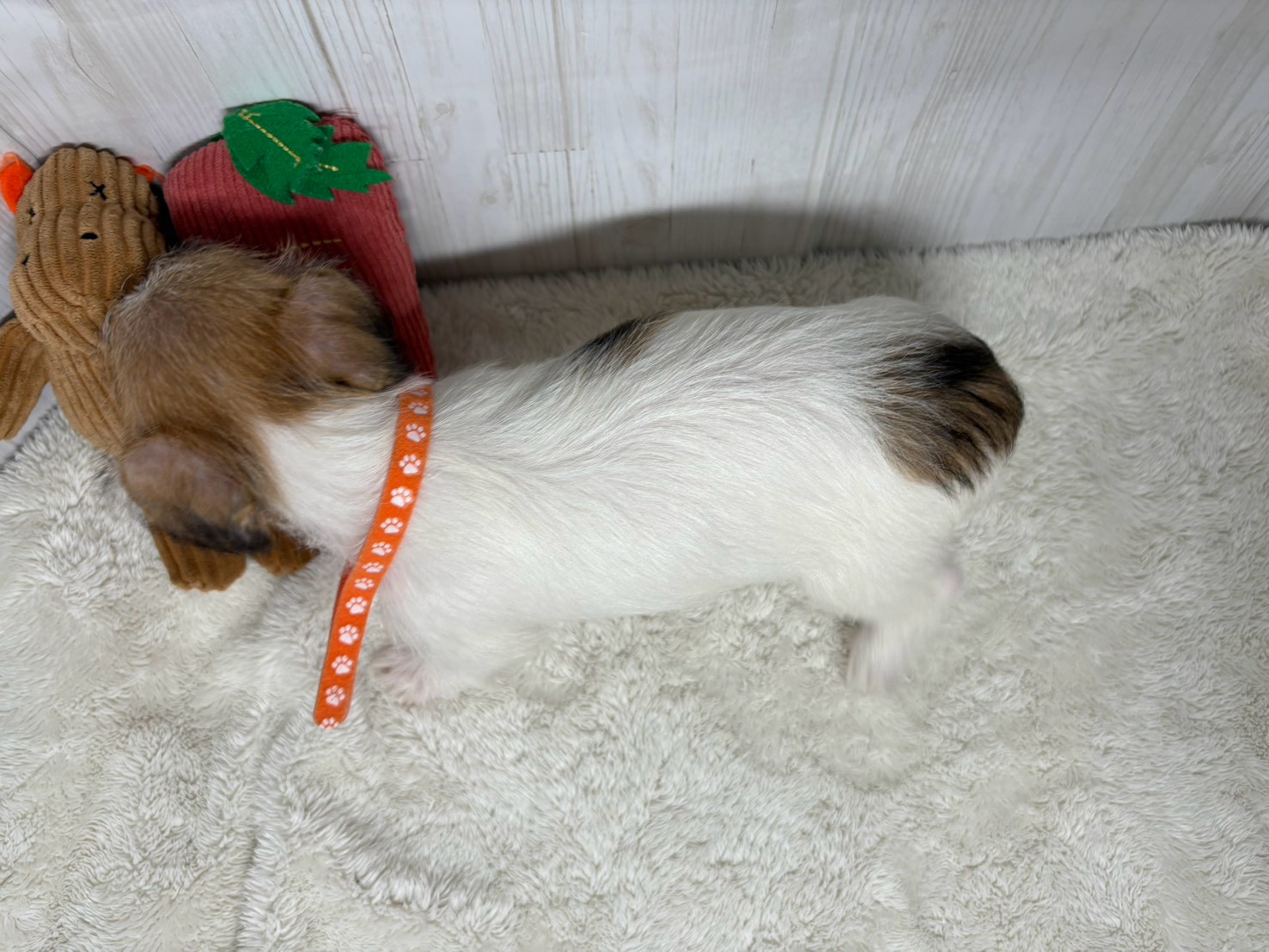 赤ちゃん写真3-3