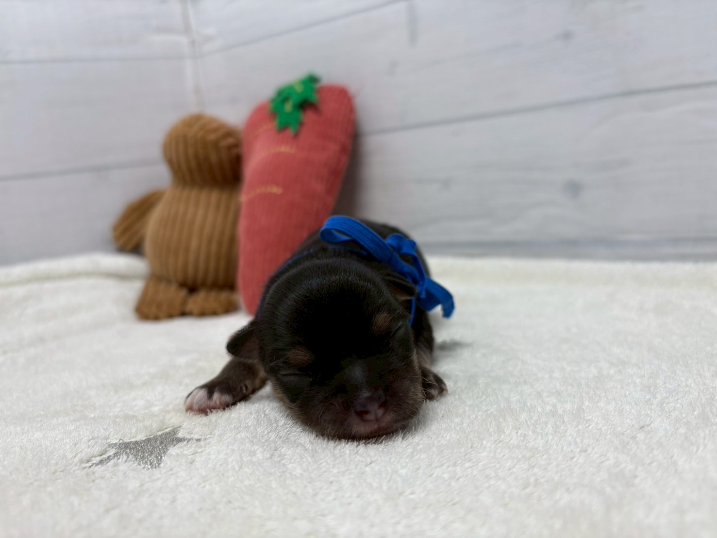 赤ちゃん写真1-1