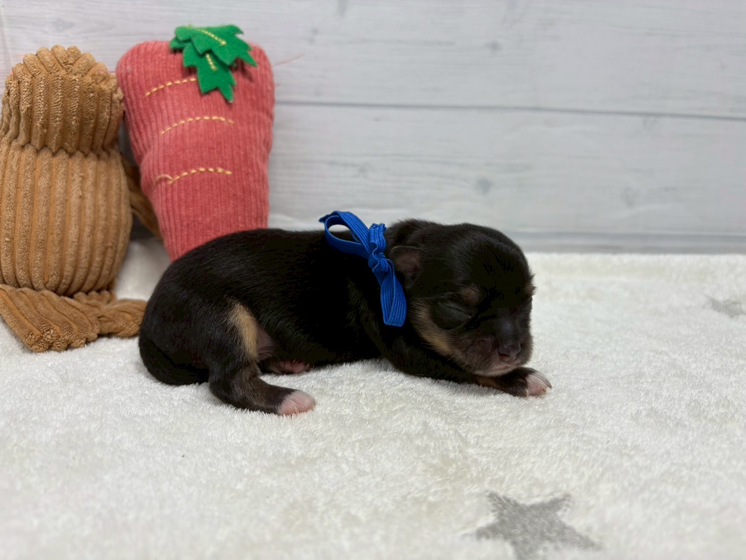 赤ちゃん写真1-2