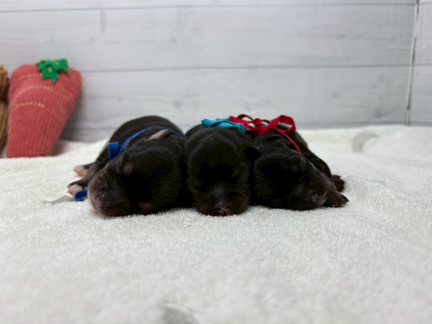 赤ちゃん写真1-3