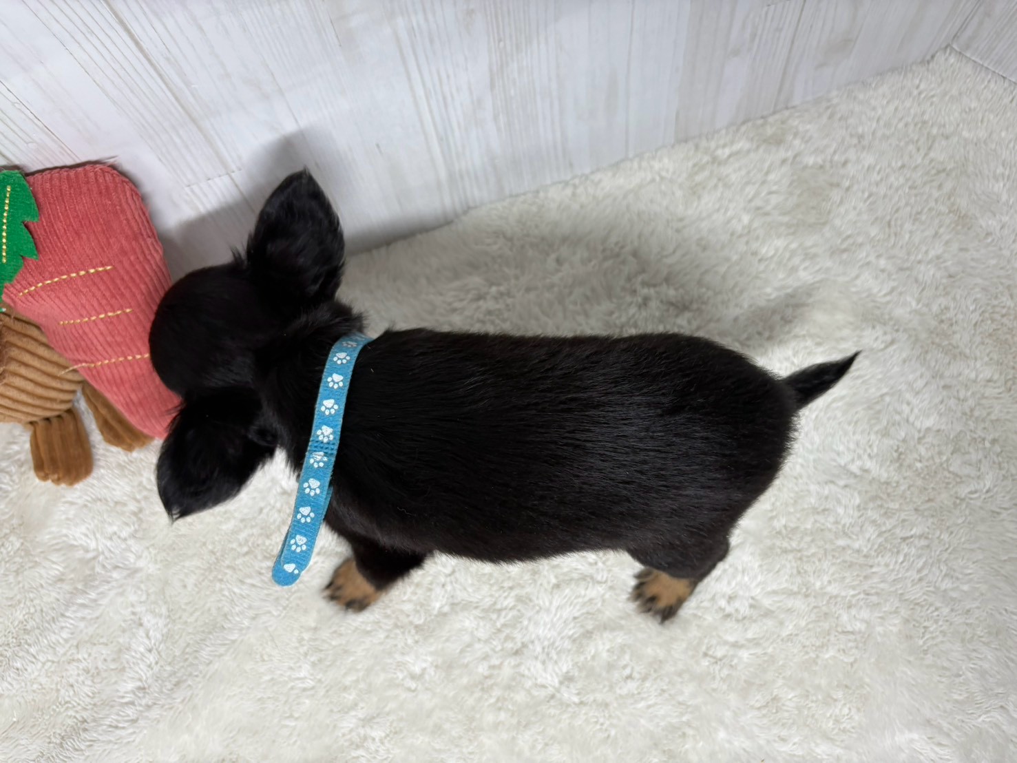 赤ちゃん写真3-3