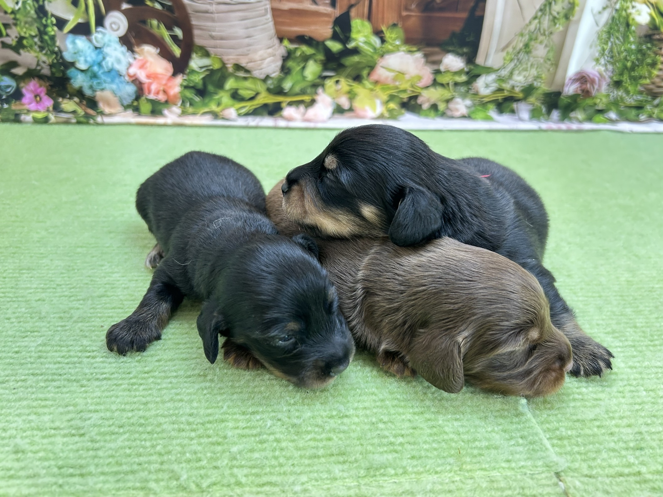 赤ちゃん写真1-3