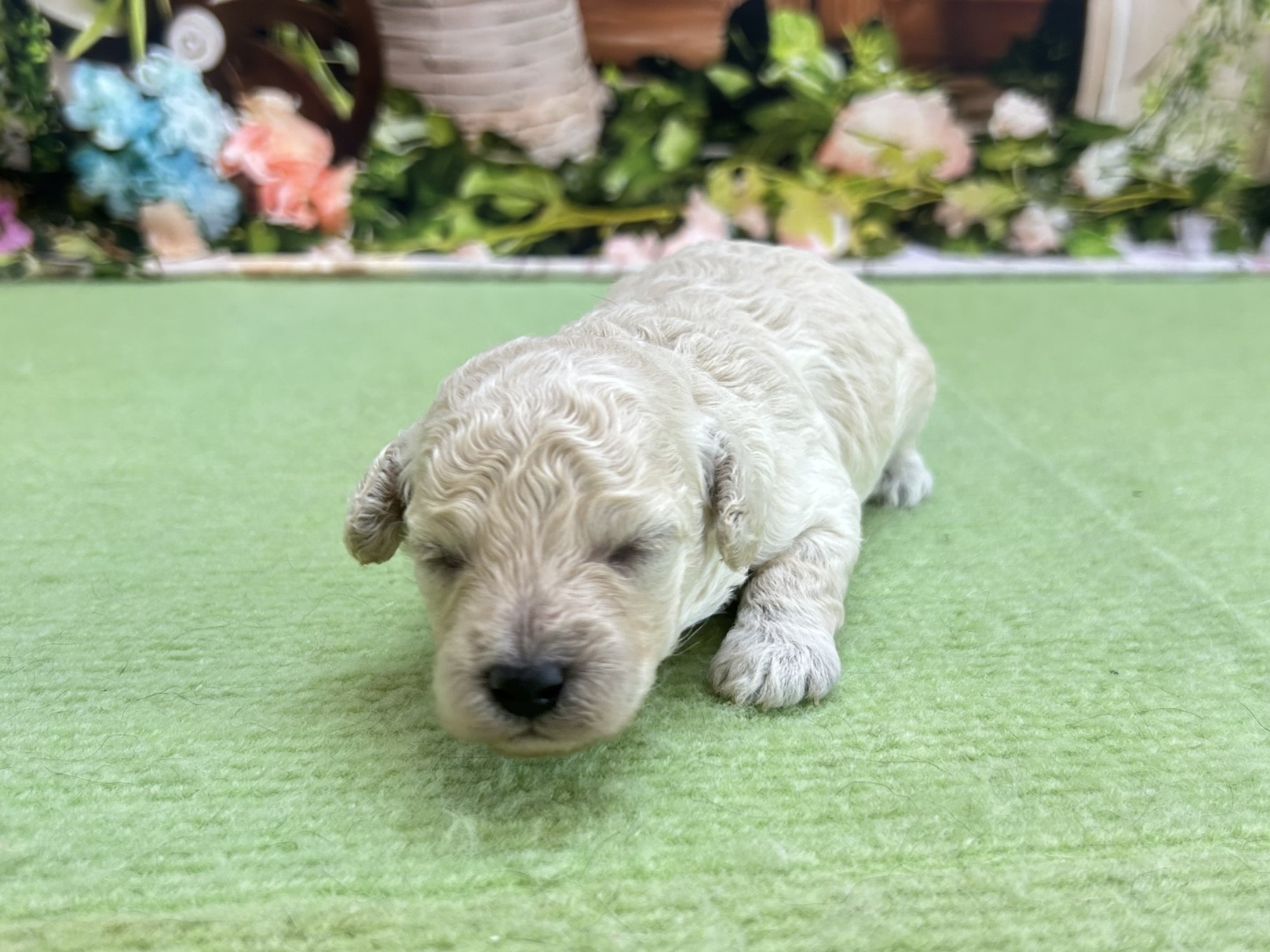 赤ちゃん写真1-1