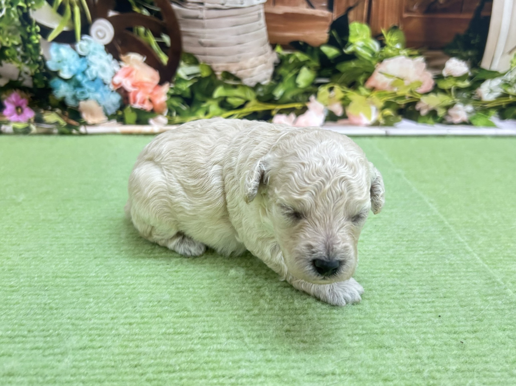 赤ちゃん写真1-2