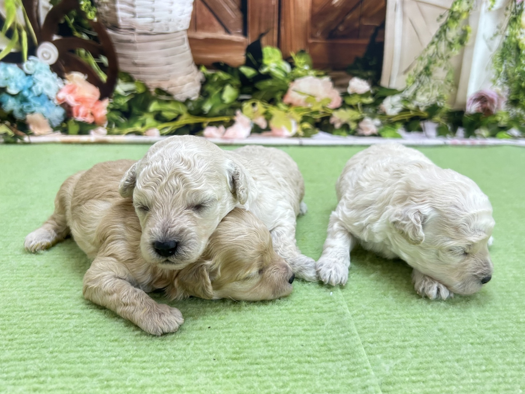 赤ちゃん写真1-3