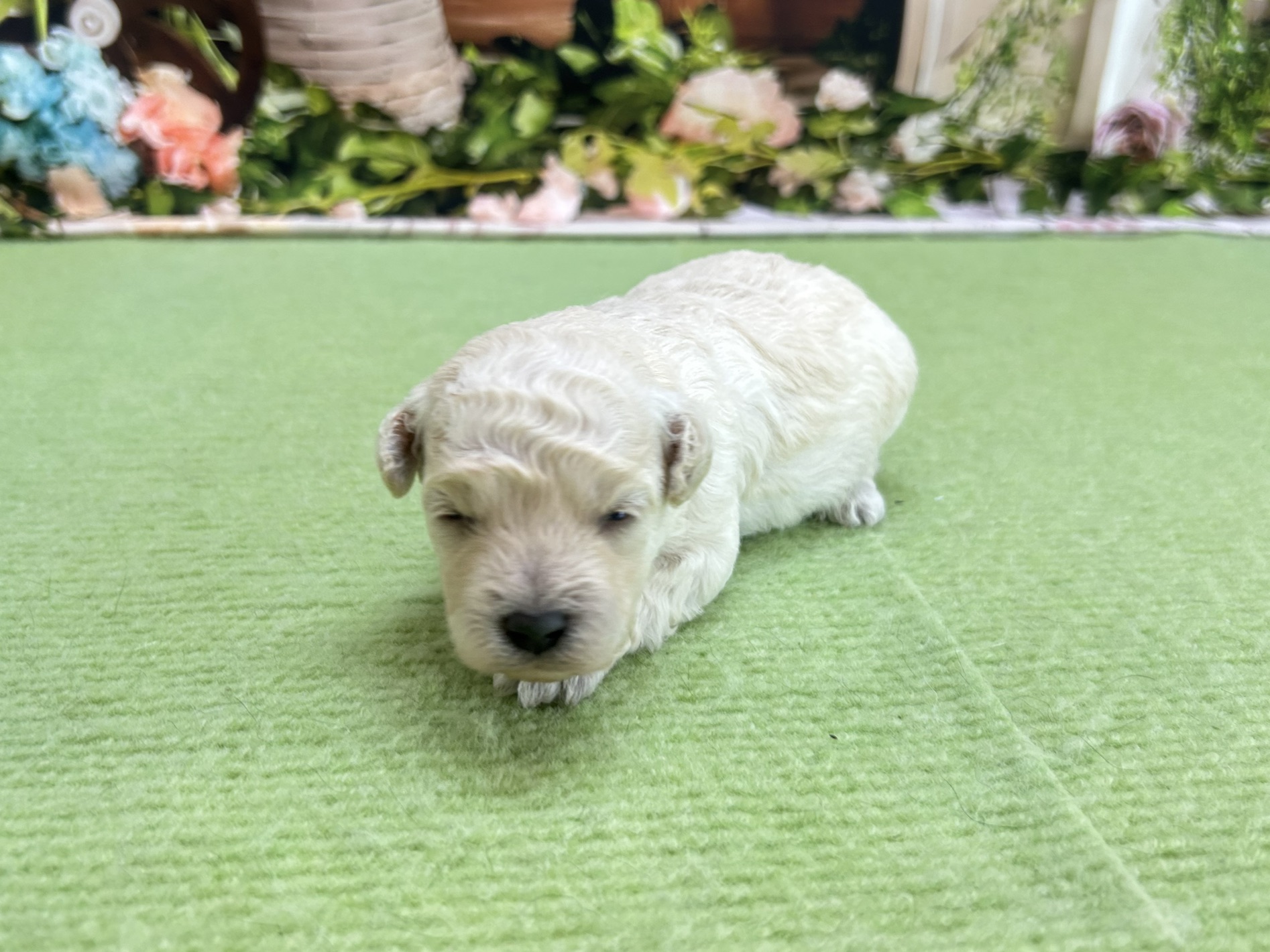 赤ちゃん写真1-1