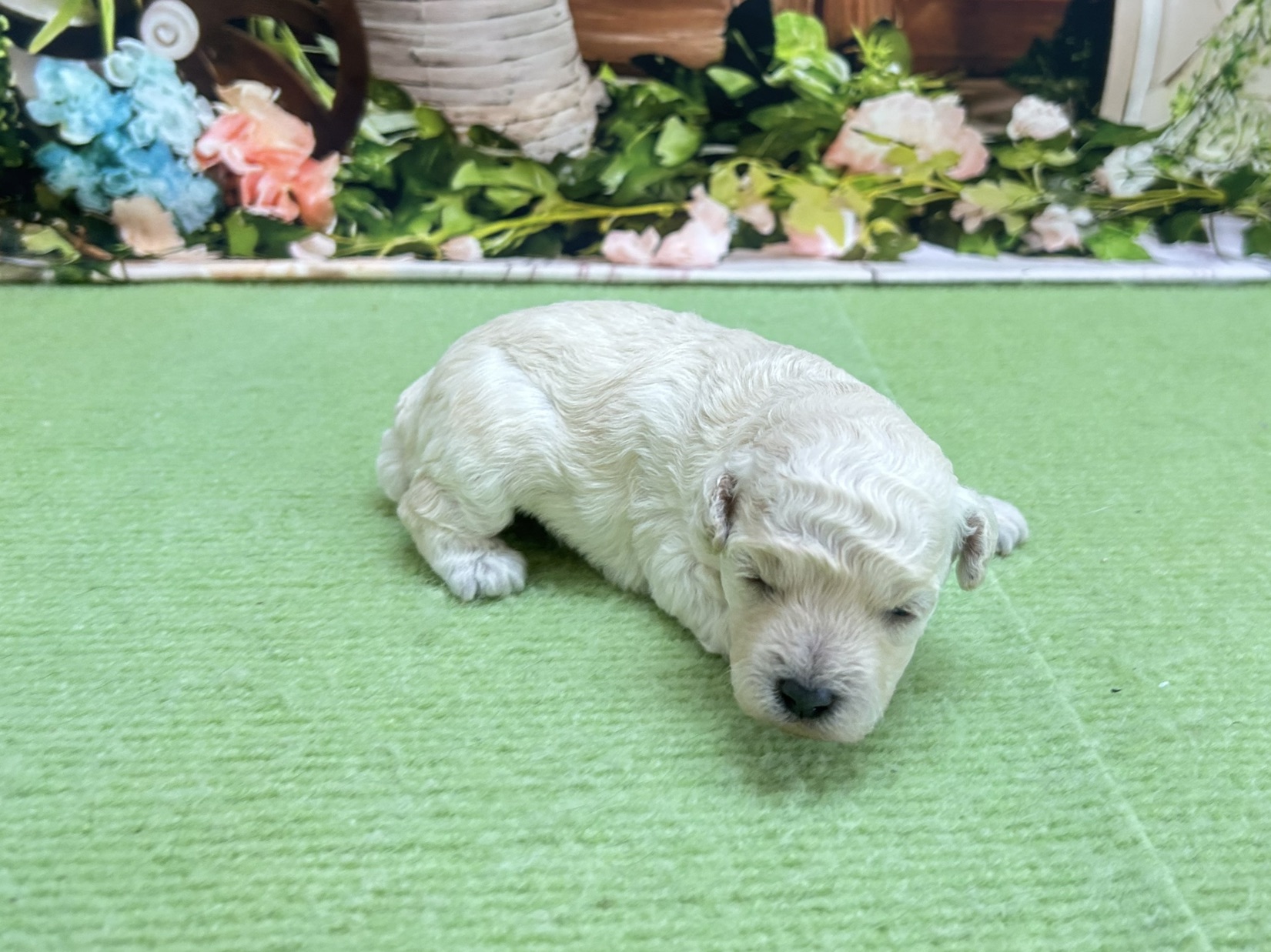 赤ちゃん写真1-2