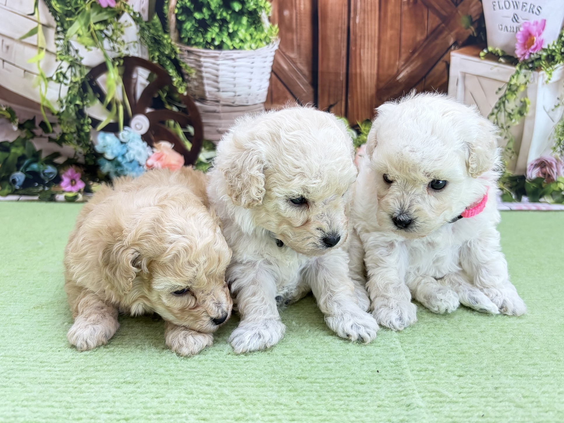 赤ちゃん写真2-3