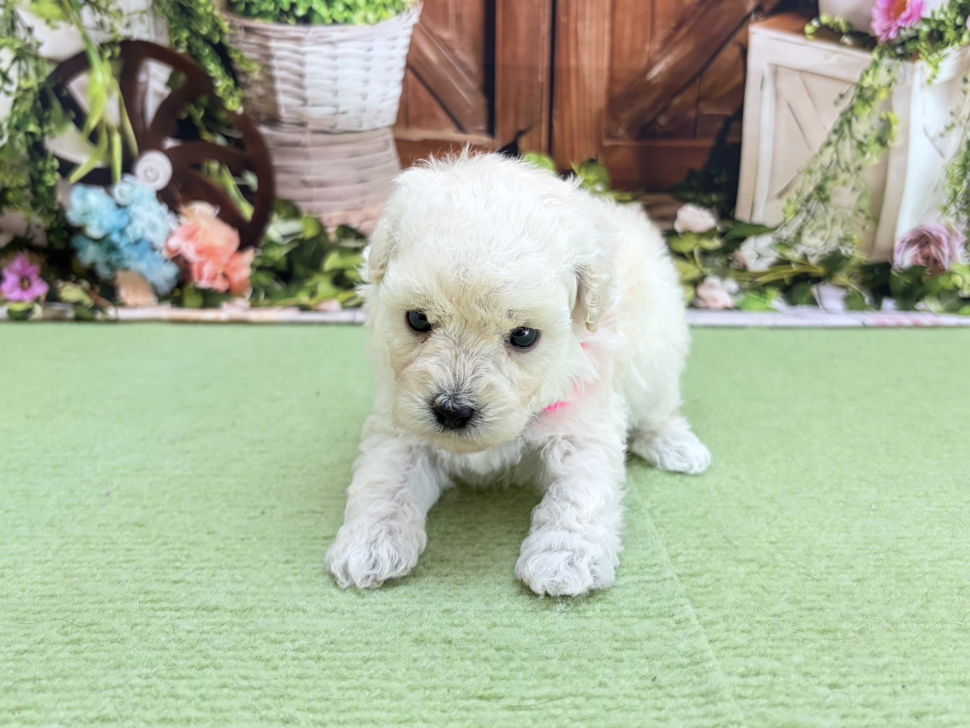 赤ちゃん写真2-1
