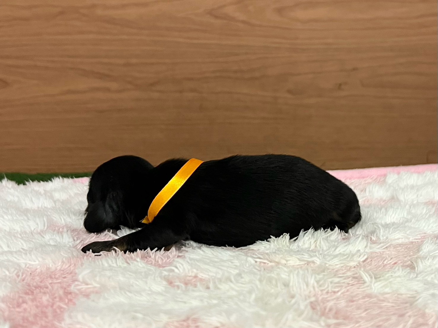 赤ちゃん写真1-2