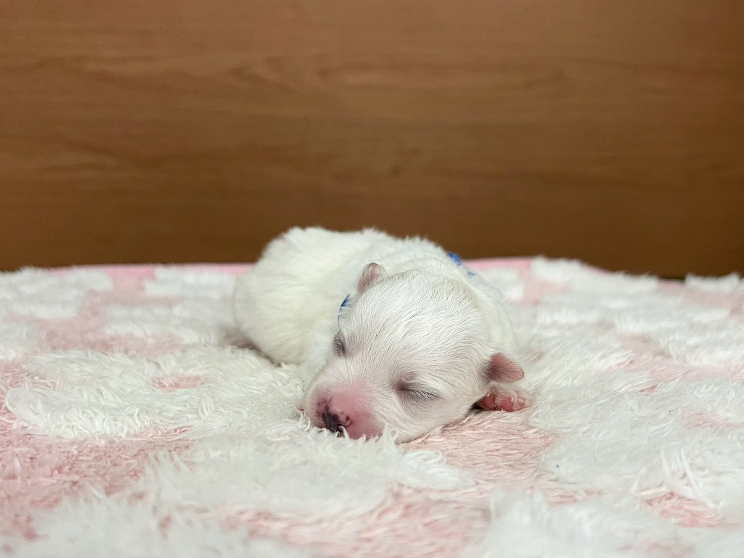 赤ちゃん写真1-1