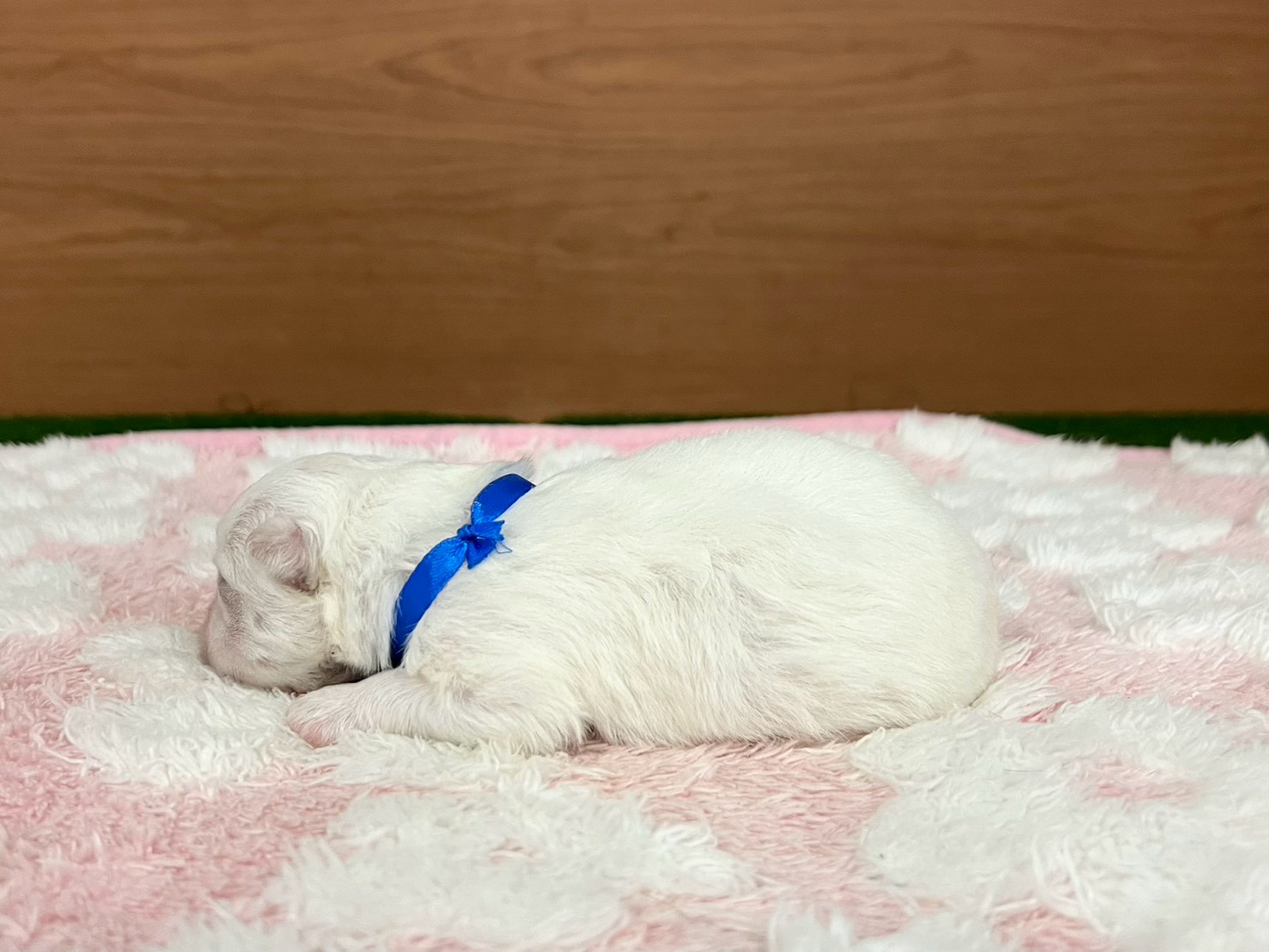 赤ちゃん写真1-2