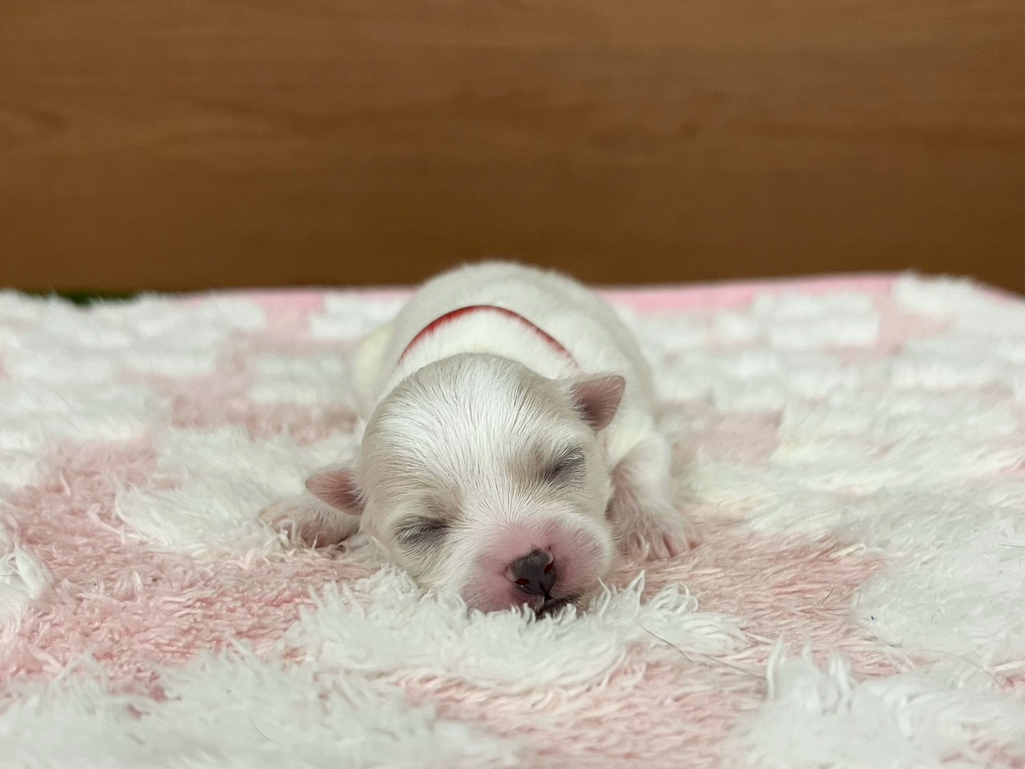 赤ちゃん写真1-1