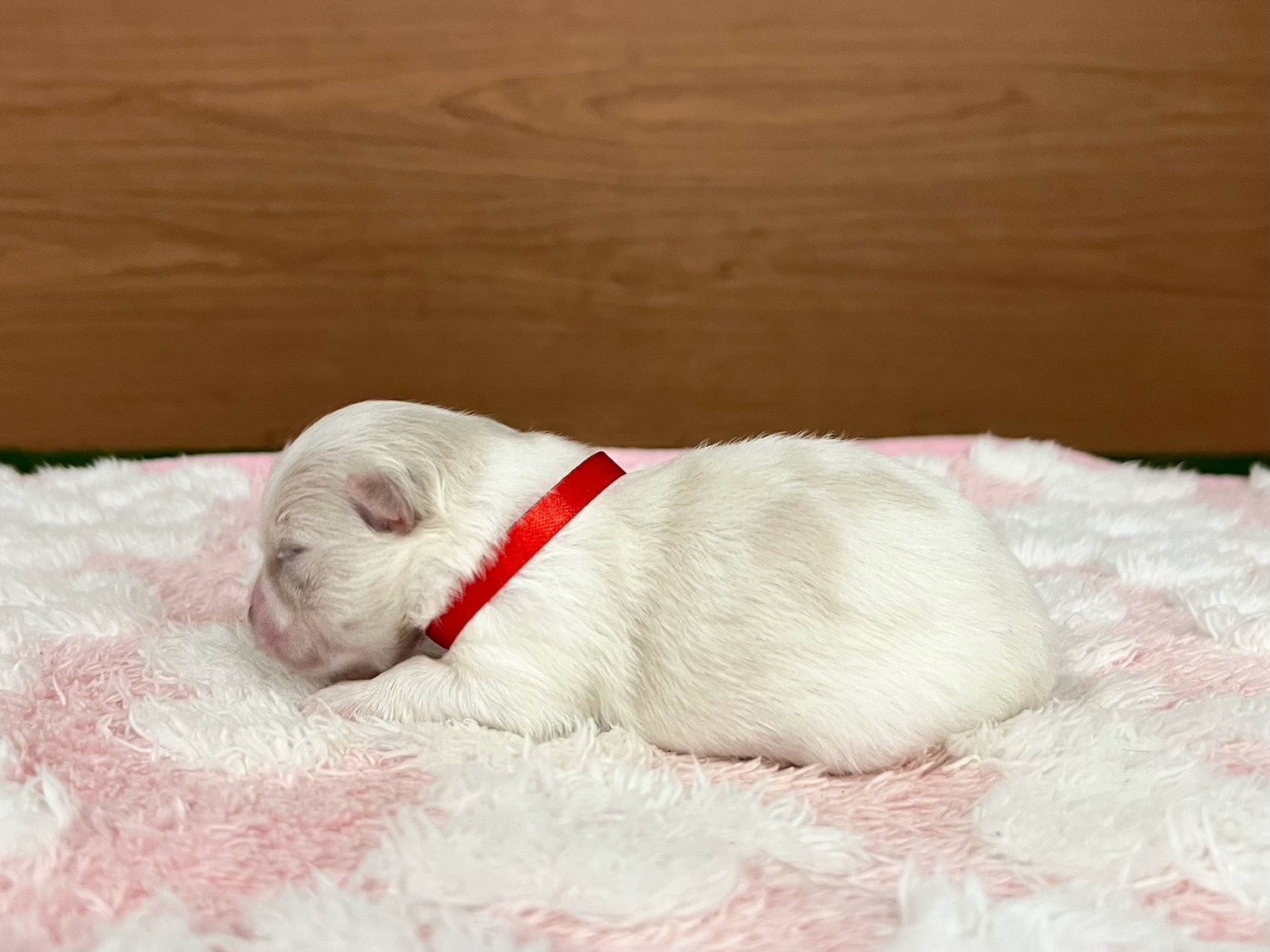 赤ちゃん写真1-2