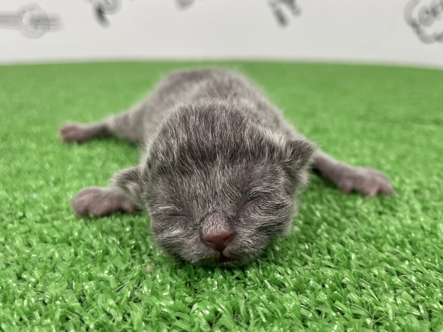 エキゾチック