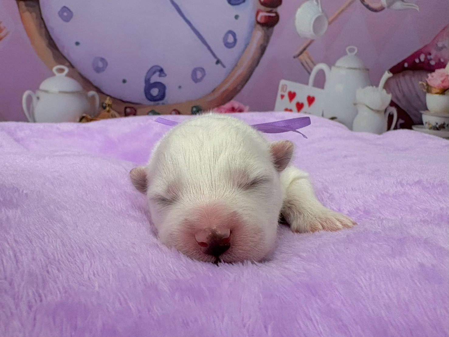 サモエド