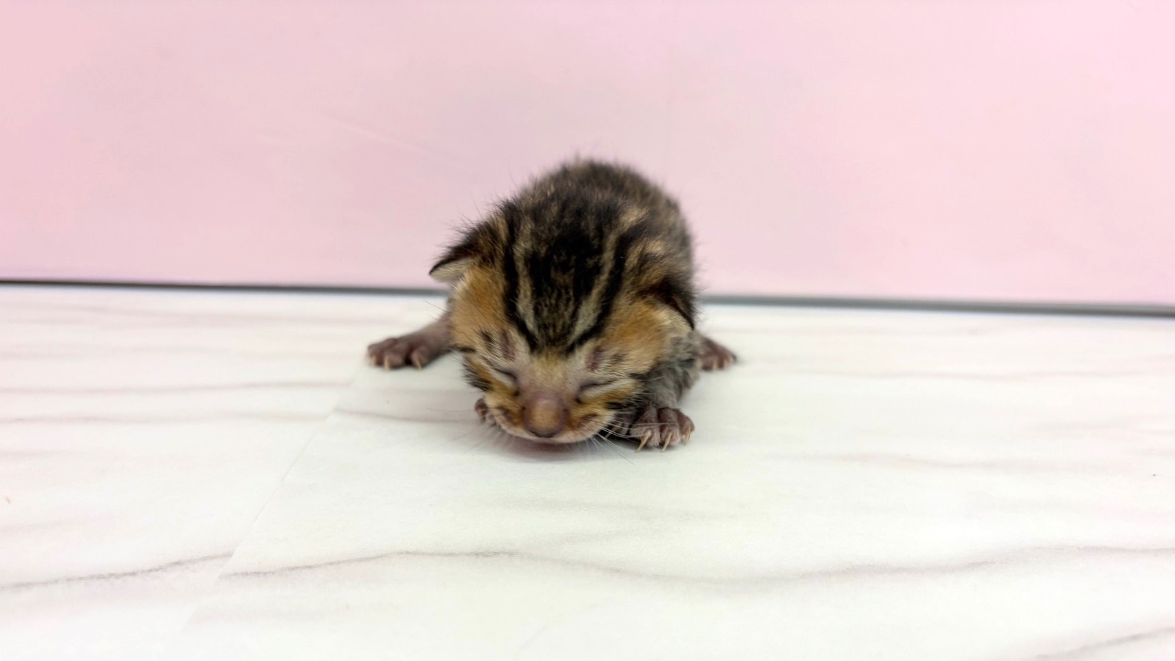 ベンガル