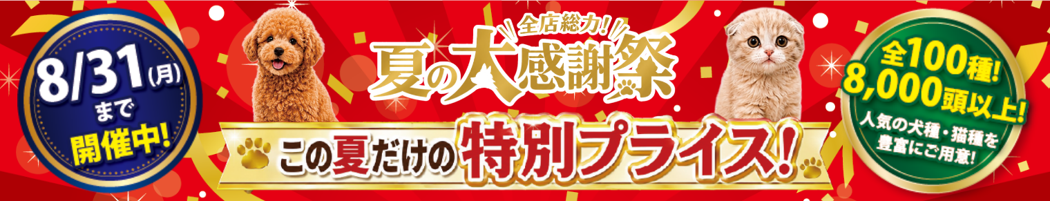 夏の大感謝祭