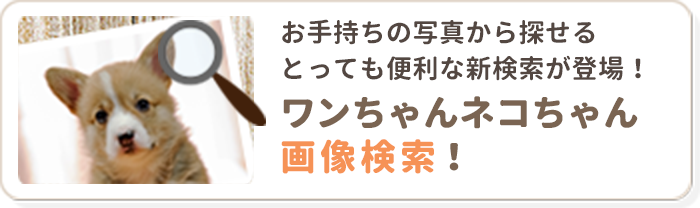 ワンちゃんネコちゃん画像検索!