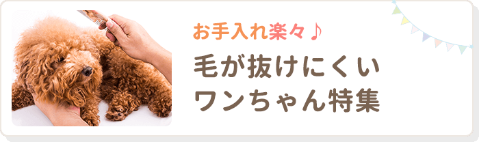 お手入れ楽々♪ 毛が抜けにくいワンちゃん特集